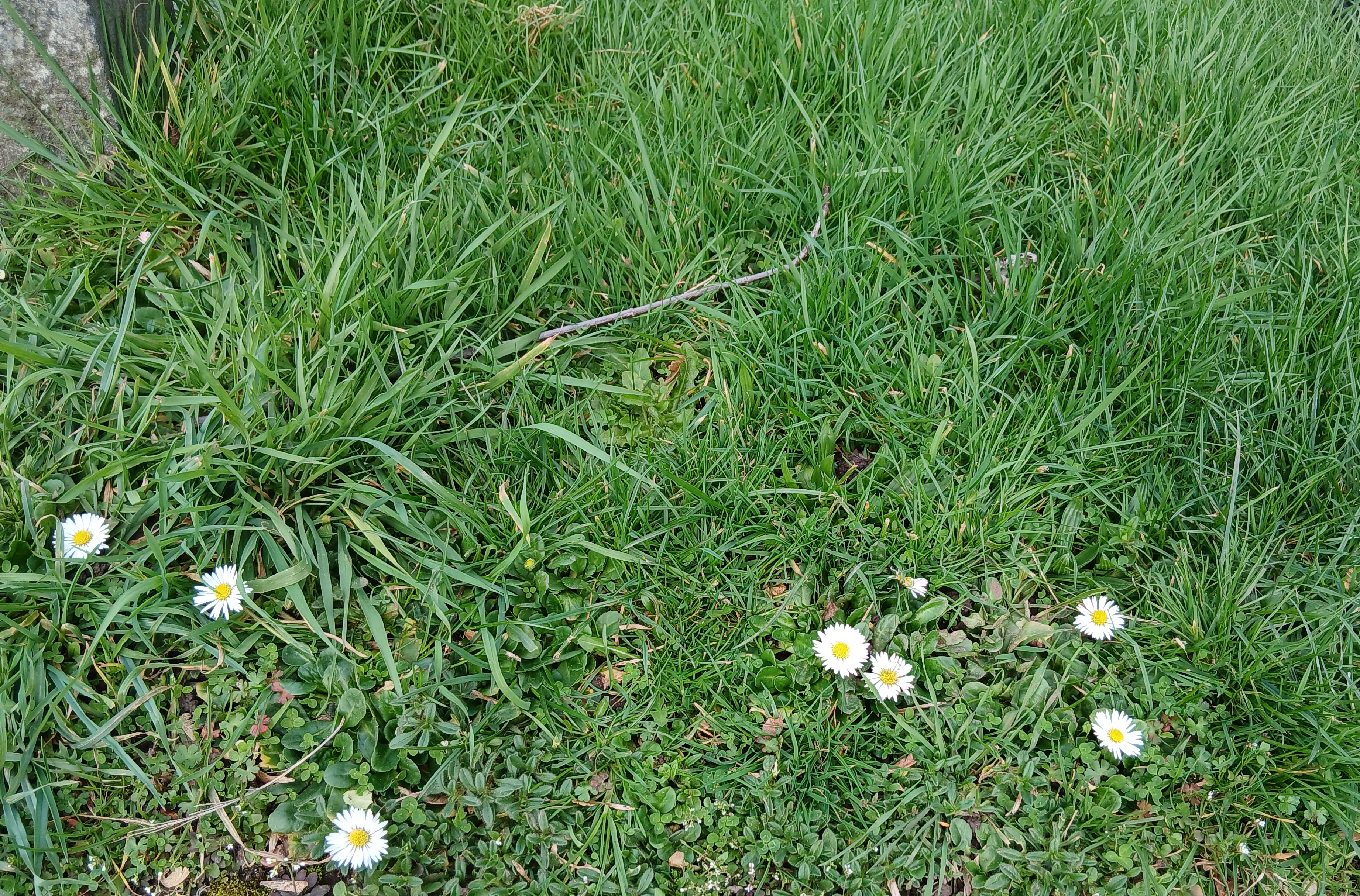Daisy's seen at St James' Churchyard 2nd March 2023